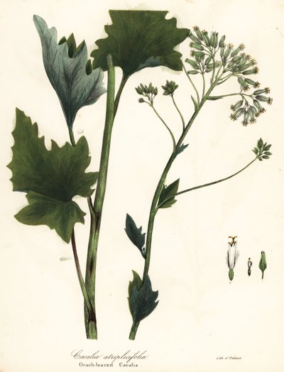 Bleke Indiase weegbree, Arnoglossum atriplicifolium door Endicott Endicott