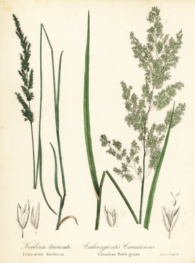 Prairie wedgescale en Canadese rietgras door Endicott Endicott