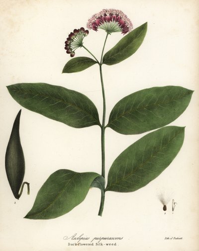 Paarse zijdeplant, Asclepias purpurascens door Endicott Endicott