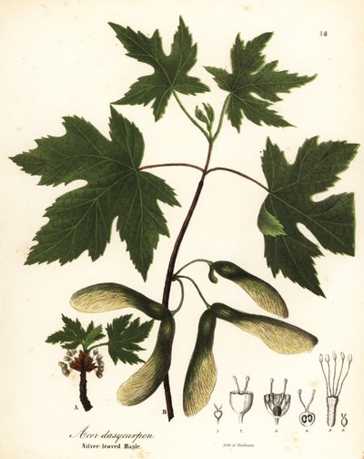 Zilveresdoorn, Acer saccharinum door Endicott Endicott