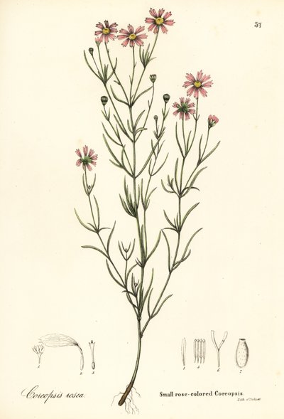 Kleine roze coreopsis, Coreopsis rosea door Endicott Endicott