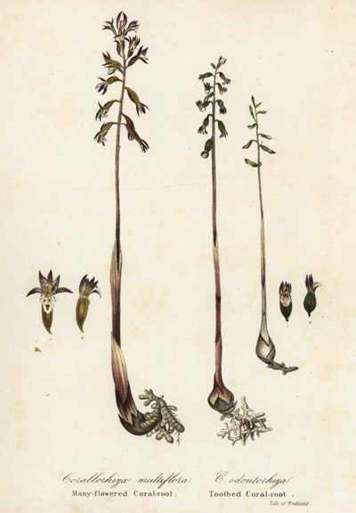 Gevlekte koraalwortel, Corallorhiza maculata, en herfst koraalwortel, Corallorhiza odontorhiza (Veelbloemige koraalwortel, Corallorhiza multiflora, en getande koraalwortel) door Endicott Endicott