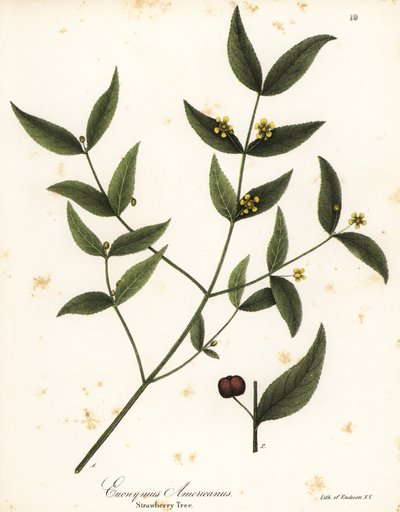 Aardbeiboom, Euonymus americanus door Endicott Endicott