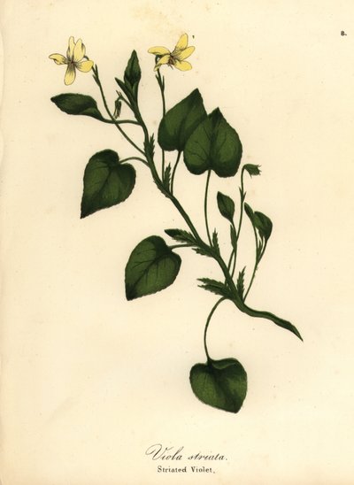 Gestreepte crème viooltje, crèmekleurige viooltje of gestreepte viooltje, Viola striata door Endicott Endicott