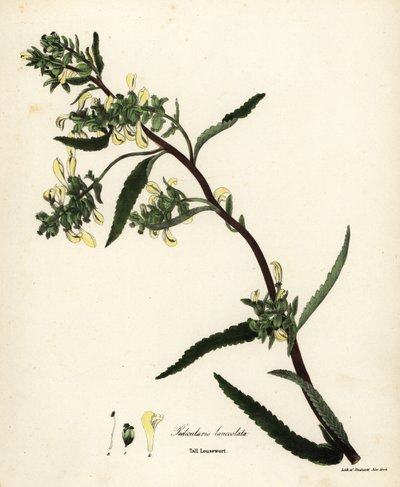 Hoge lousewort, Pedicularis lanceolata door Endicott Endicott
