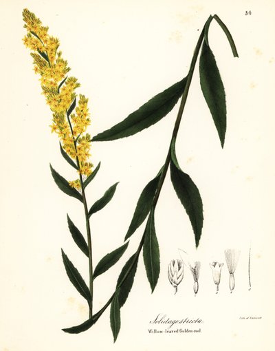 Wandguldenroede, wilgenbladguldenroede of wilgenbladige guldenroede, Solidago stricta door Endicott Endicott