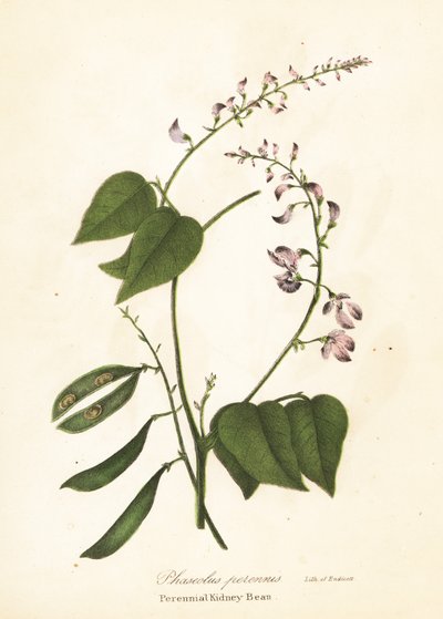 Wilde nierboon, Phaseolus polystachios door Endicott Endicott