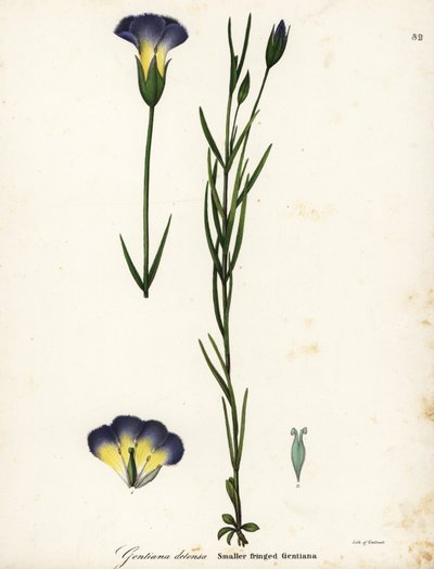 Windmolen gefranjerde gentiaan, Gentianopsis detonsa (Klein-gefranjerde gentiaan, Gentiana detonsa) door Endicott Endicott