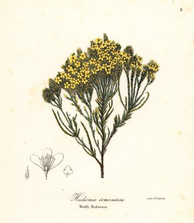 Wollige strandheide, strandheide, zandheide of wollige hudsonia, Hudsonia tomentosa door Endicott Endicott
