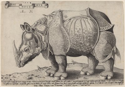 Neushoorn door Enea Vico after Albrecht Dürer