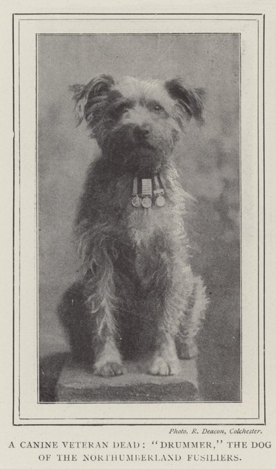 Een overleden hondenveteraan, Drummer, de hond van de Northumberland Fusiliers door English Photographer