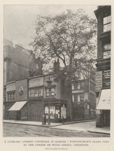 Een Literair Londens Landmark in Gevaar, Wordsworths Plataan aan de Hoek van Wood Street, Cheapside door English Photographer