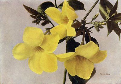 Allamanda Schottii Hendersonii (kleurenfoto) door English Photographer