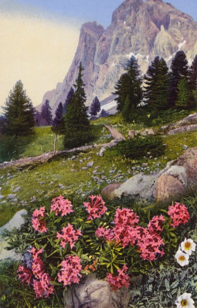 Alpenbloemen: Daphne Striata met Dryas Octopetala (rechts) door English Photographer