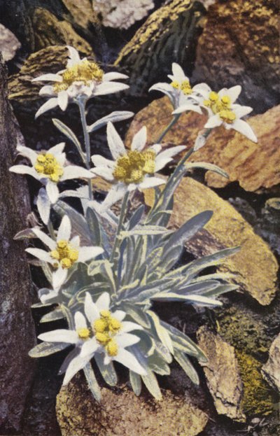 Alpenbloemen: Edelweiss, Leontopodium Alpinum door English Photographer