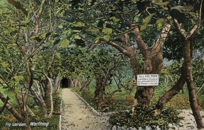 Oude vijgentuinen in Tarring, Worthing, Sussex, beweren de oudste vijgenboom in Engeland te hebben, geplant door Thomas Becket (foto) door English Photographer