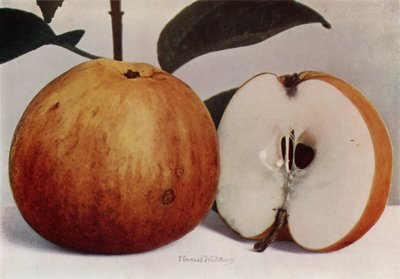 Apple, James Grieve (kleurenfoto) door English Photographer