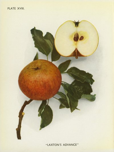 Appels van Engeland: Laxton