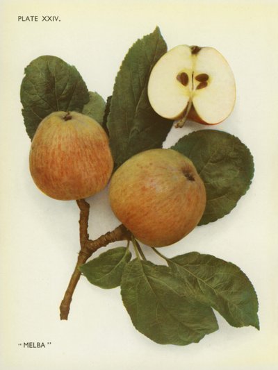 Appels van Engeland: Melba (kleurenfoto) door English Photographer