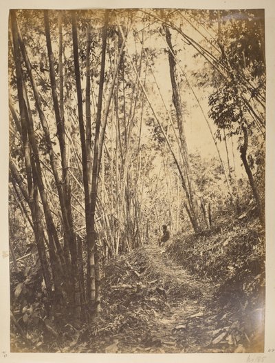 Bamboebos op de Teesta. Uitzichten van Darjeeling. 1870