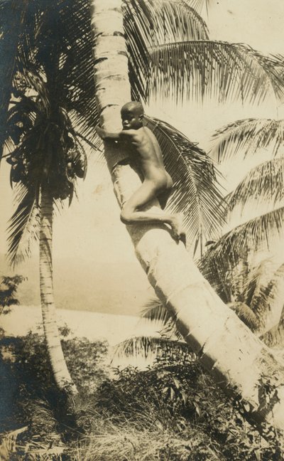 Jongen die in een boom klimt, Constant Bay, Jamaica door English Photographer