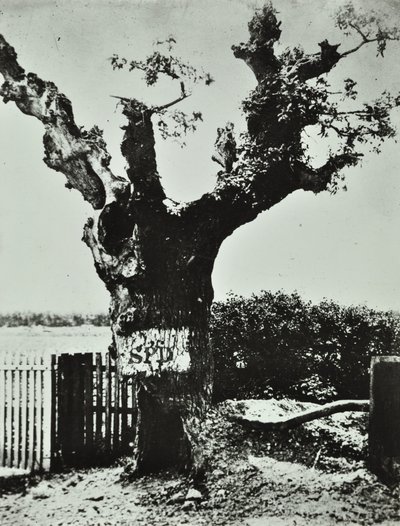 Brockley Lane: Old Oak, Londen, 1890 door English Photographer