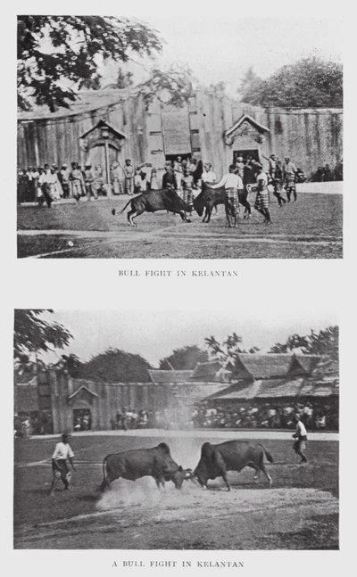 Stierengevecht in Kelantan door English Photographer
