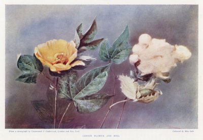 Katoenbloem en bol door English Photographer
