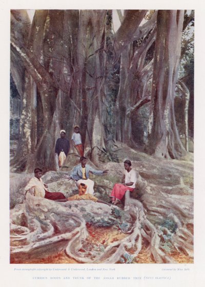 Curieuze Wortels en Stam van de Assam Rubberboom, Ficus Elastica door English Photographer