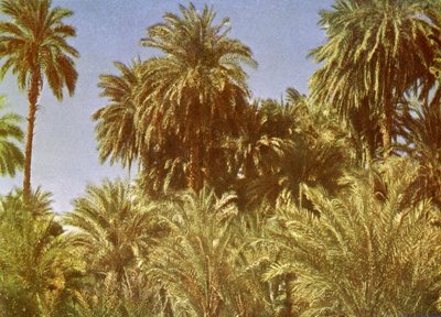 Dadelpalmen op Elephantine Island, Egypte door English Photographer
