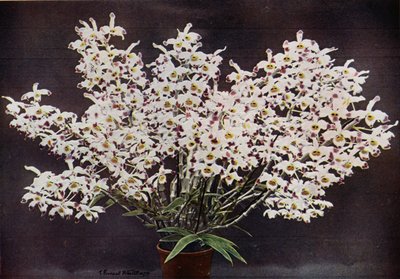 Dendrobium Wardianum (kleurenfoto) door English Photographer