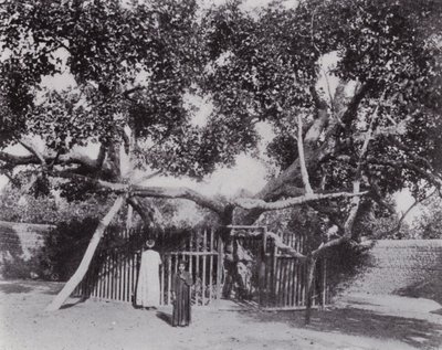 Egypte: De Boom van de Maagd door English Photographer