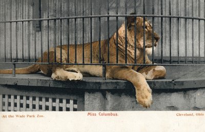 Vrouwelijke leeuw, Miss Columbus, Wade Park Zoo, Cleveland, Ohio door English Photographer