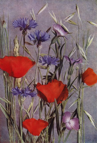 Bloemen van het Korenveld door English Photographer
