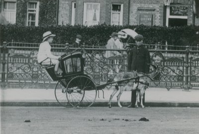 Geitgetrokken transport door English Photographer