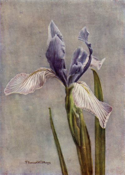 I Longipetala, een fijne Apogon Iris (kleurenfoto) door English Photographer