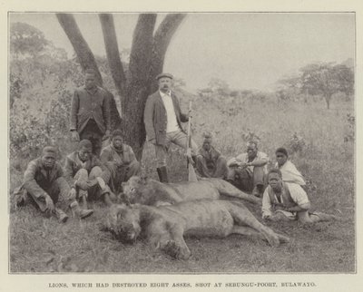Leeuwen, die acht ezels hadden vernietigd, neergeschoten bij Sebungu-Poort, Bulawayo door English Photographer