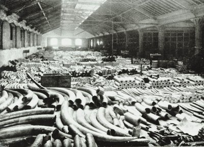 London Docks: ivoor magazijn, 1895 door English Photographer