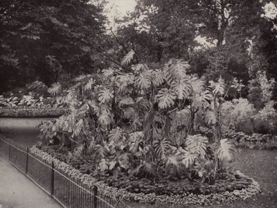 Monstera Deliciosa in Battersea Park door English Photographer