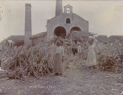 Newcastle Plantation, 1880 door English Photographer