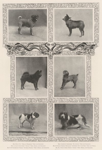 Opmerkelijke prijswinnaars op de zesenveertigste tentoonstelling van de Kennel Club door English Photographer