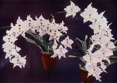 Odontoglossum Crispum (kleurenfoto) door English Photographer