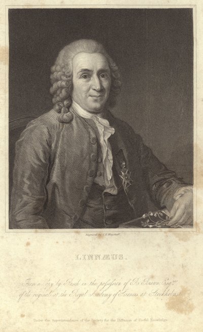 Portret van Carl Linnaeus door English Photographer