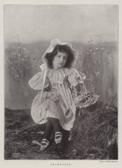 Primula