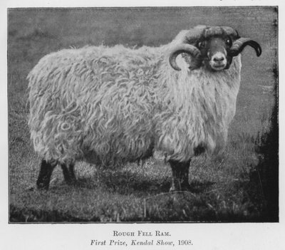 Rough Fell ram, eerste prijs, Kendal Show door English Photographer