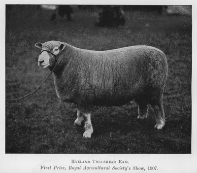 Ryeland tweejarige ram, eerste prijs, Royal Agricultural Society