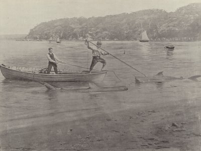 Haaienvissen, Chowder Bay door English Photographer