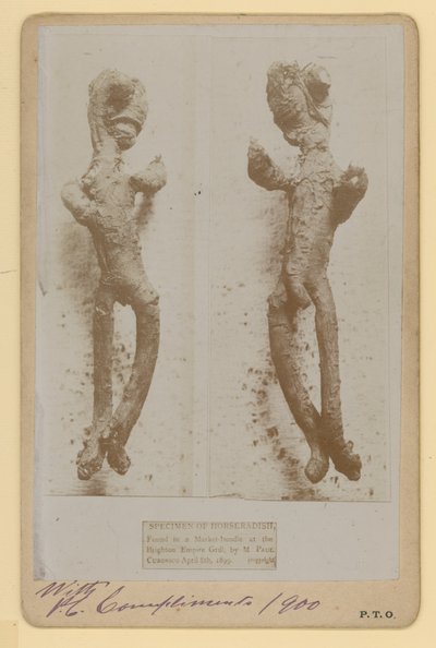 Specimen van Mierikswortel door English Photographer