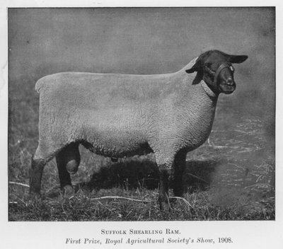 Suffolk eenjarige ram, eerste prijs, Royal Agricultural Society