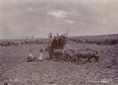 Suikerplantage, Barbados, 1880 door English Photographer